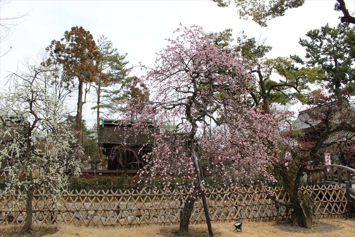 4.橋の近くの枝垂れ桜